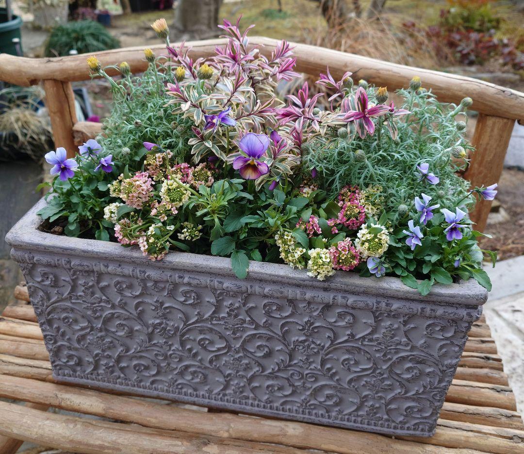 寄せ植え花　パルプンテ 　ブルージャスミン