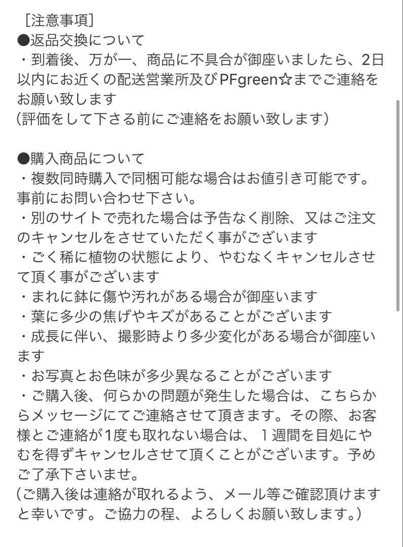 ［現品］4番　フィカス　ウンベラータ　8号　観葉植物　室内　大型　ゴムの木　人気