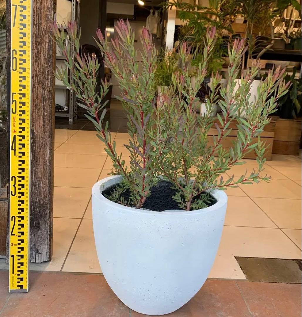 リューカデンドロン エイミー ファイバー鉢