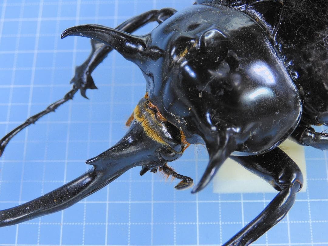 ペルー産　マルスゾウカブト　113mm