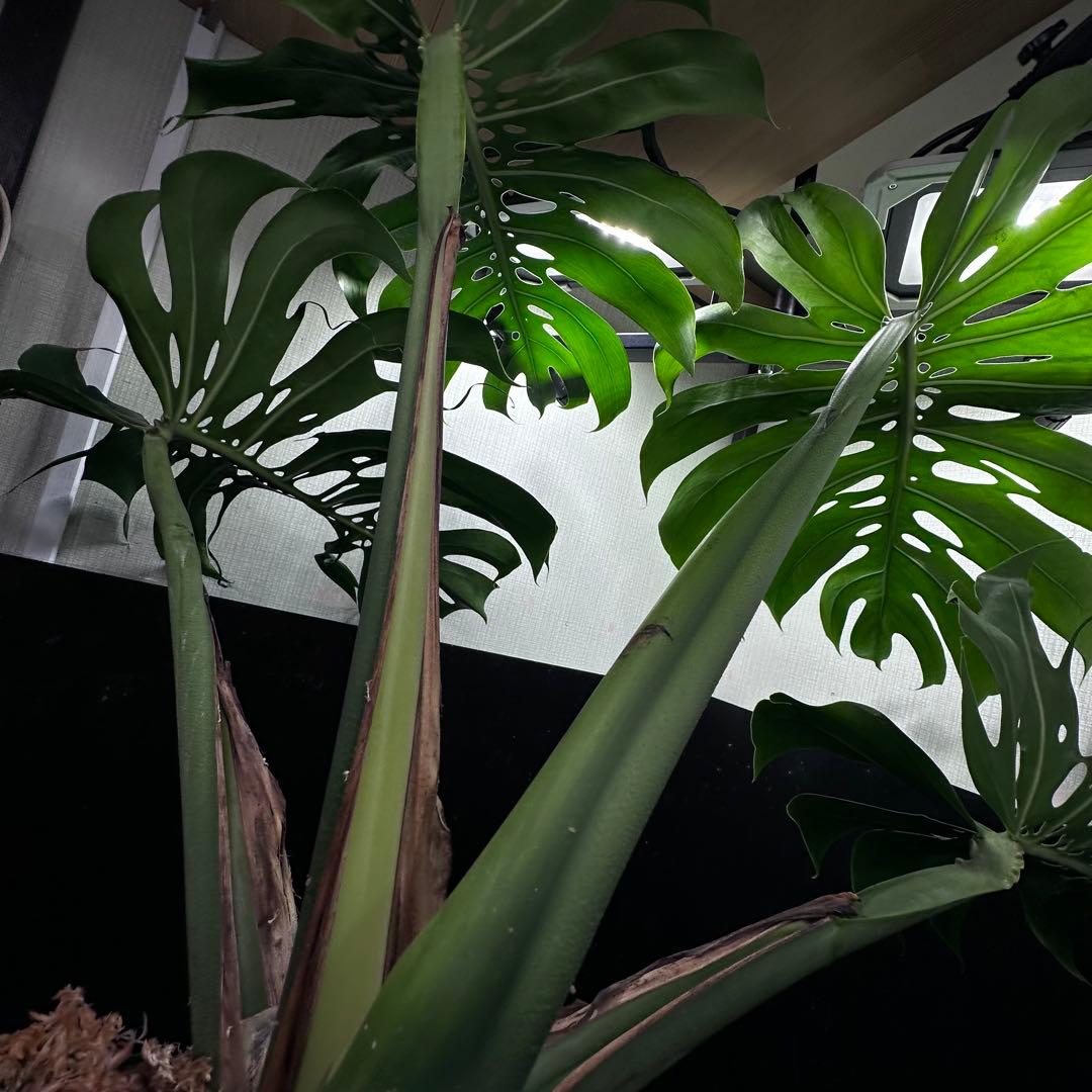 モンステラデリシオーサマクロコズム超希少系統鉢植え79㎝