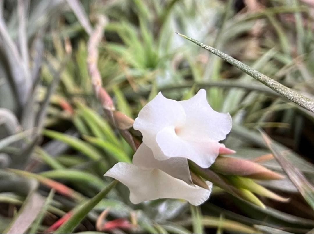 同梱割Tillandsia ' Flake' T'S TROPICALS