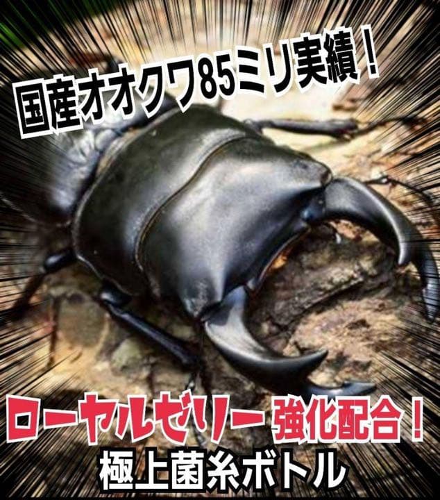 超特大2300ml【3本】ヒマラヤひらたけ菌糸瓶☆90ミリ以上の大型クワガタ専用
