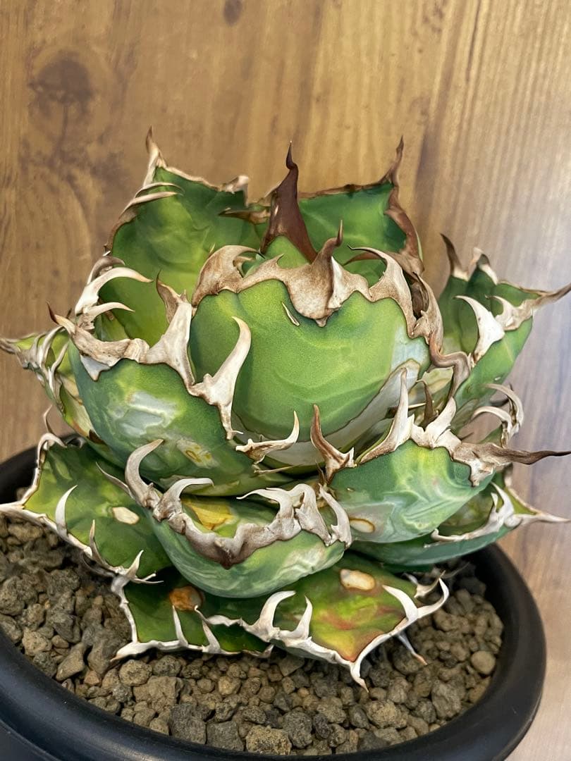 Agave titanota シーザー　大株　コレクション株　葉焼け