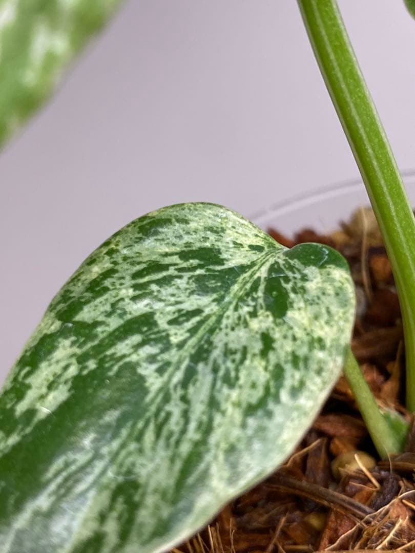 ②【将来有望株‼️】モンステラ　デリシオーサ　バルバソー　フシギダネ/ベトシオーサ