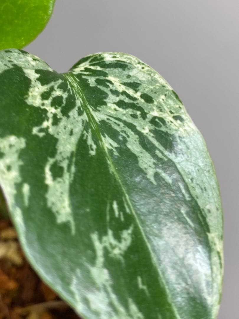 ②【将来有望株‼️】モンステラ　デリシオーサ　バルバソー　フシギダネ/ベトシオーサ