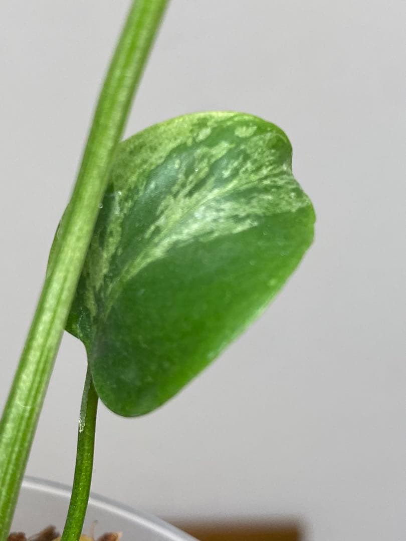 ②【将来有望株‼️】モンステラ　デリシオーサ　バルバソー　フシギダネ/ベトシオーサ