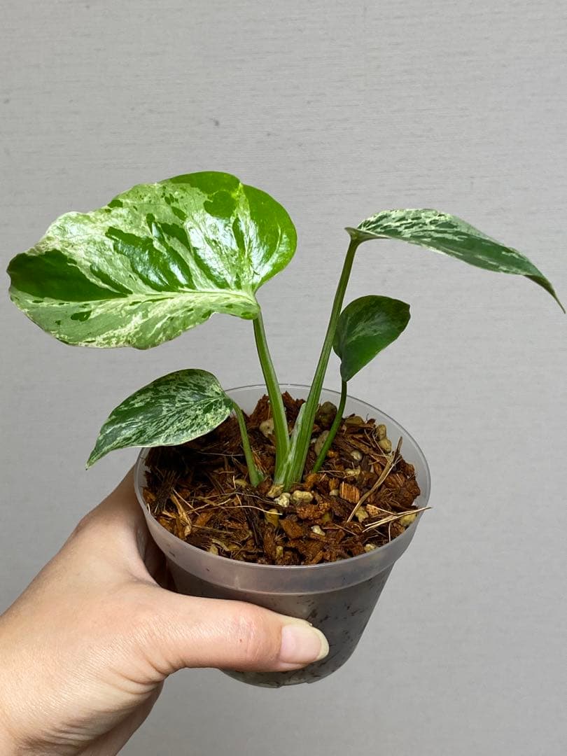 ②【将来有望株‼️】モンステラ　デリシオーサ　バルバソー　フシギダネ/ベトシオーサ