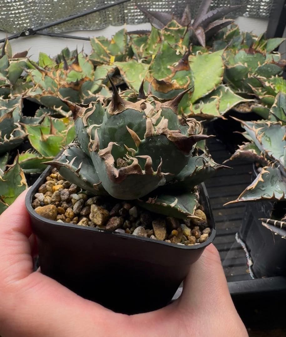 アガベ オテロイ実生 オアハカ 選抜株 (検 清櫻 皇冠 セオクラ チタノタ