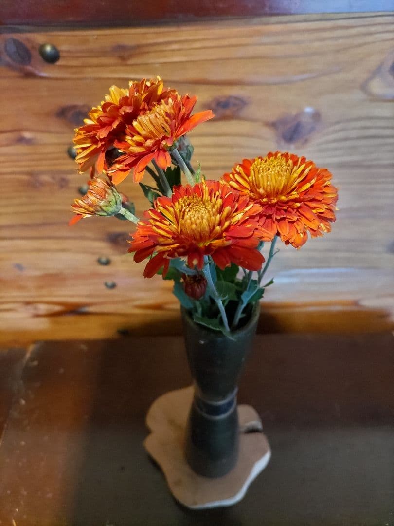 菊苗 冬至芽6本