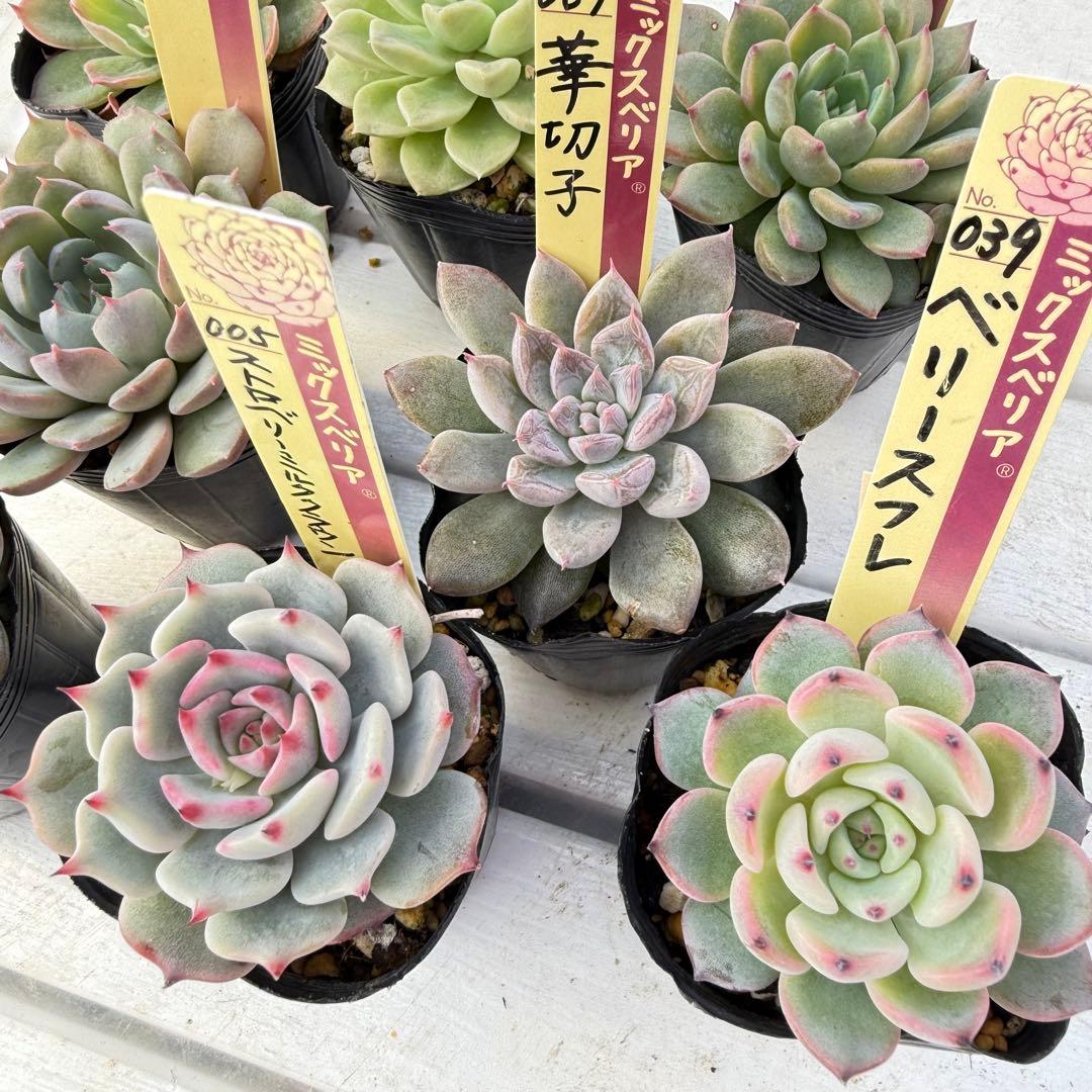 多肉植物 ミックスベリア