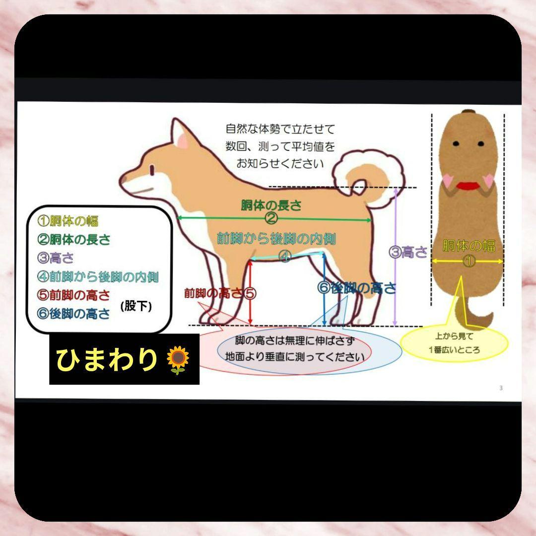 トイプードル4輪　リハビリ　食事補助　犬用車椅子　シニア介護用　犬の歩行器