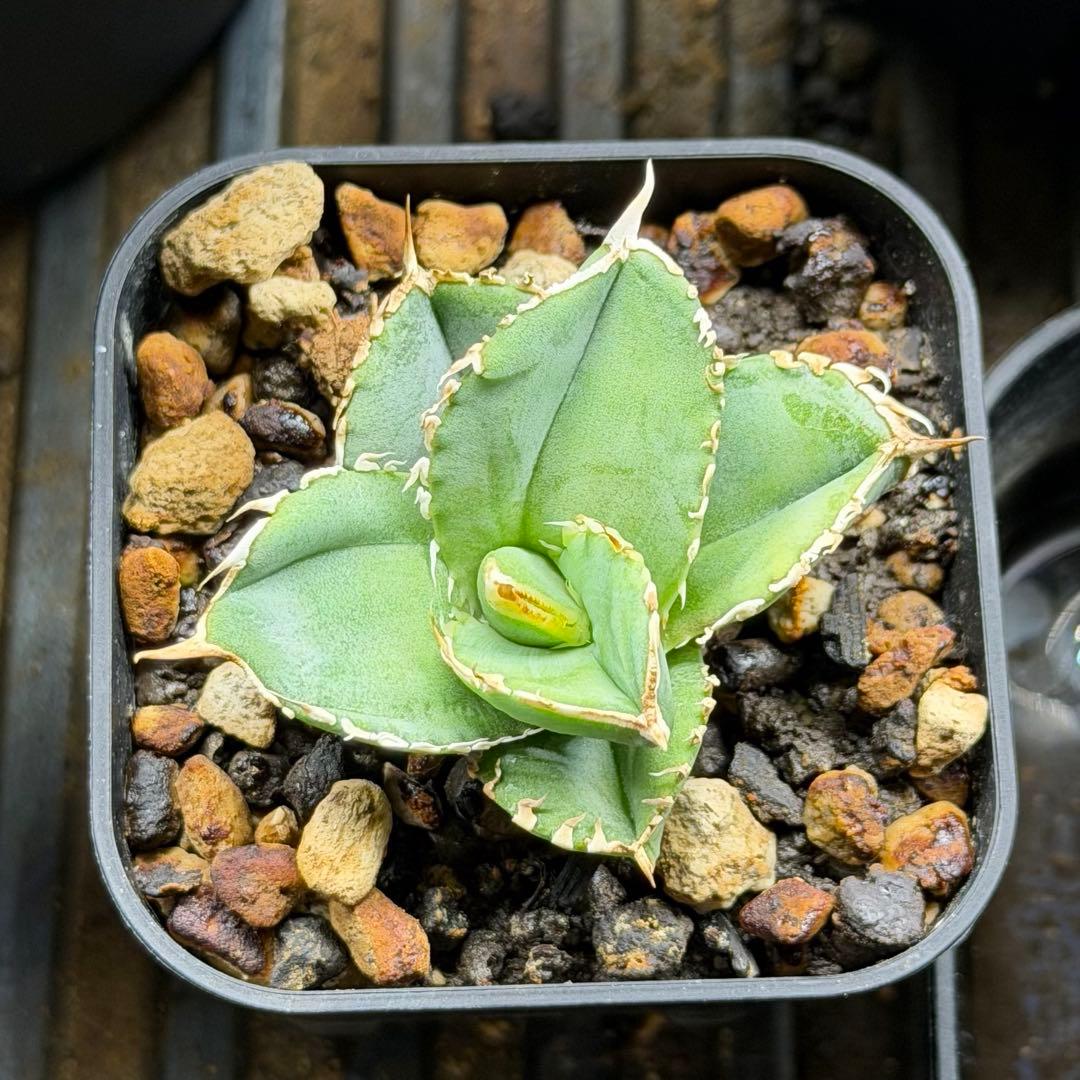 龍球荟 白毫刺 子株OC (発根済)