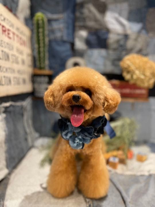 茶々丸