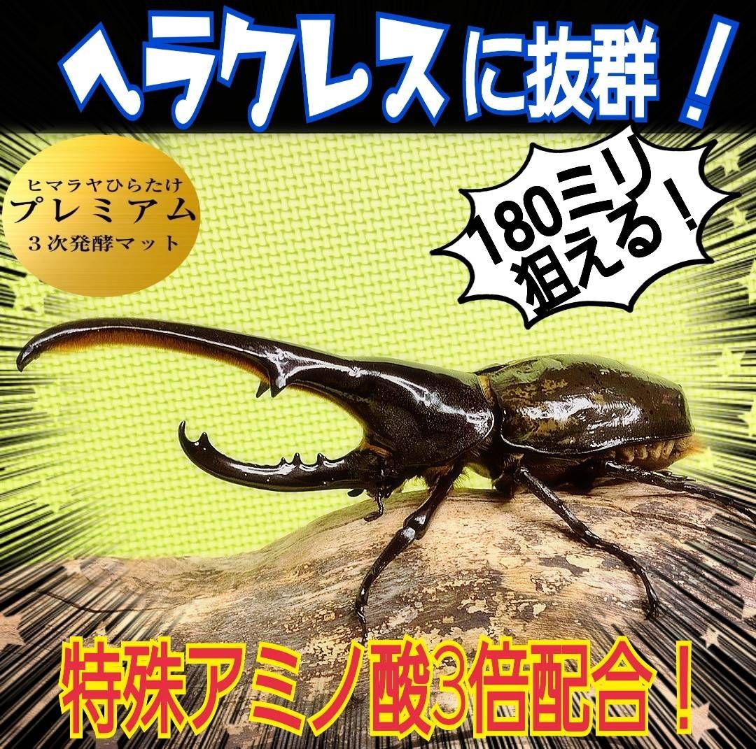 大量飼育に！たっぷり90リットル　極上☆ヒマラヤひらたけプレミアム3次発酵マット