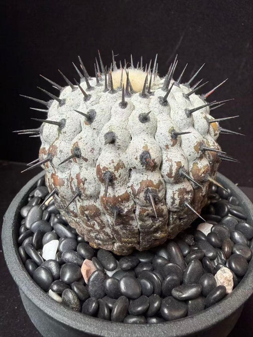 限定発売 コピアポア　黒王丸　Copiapoa cinerea手作り樹脂粘土