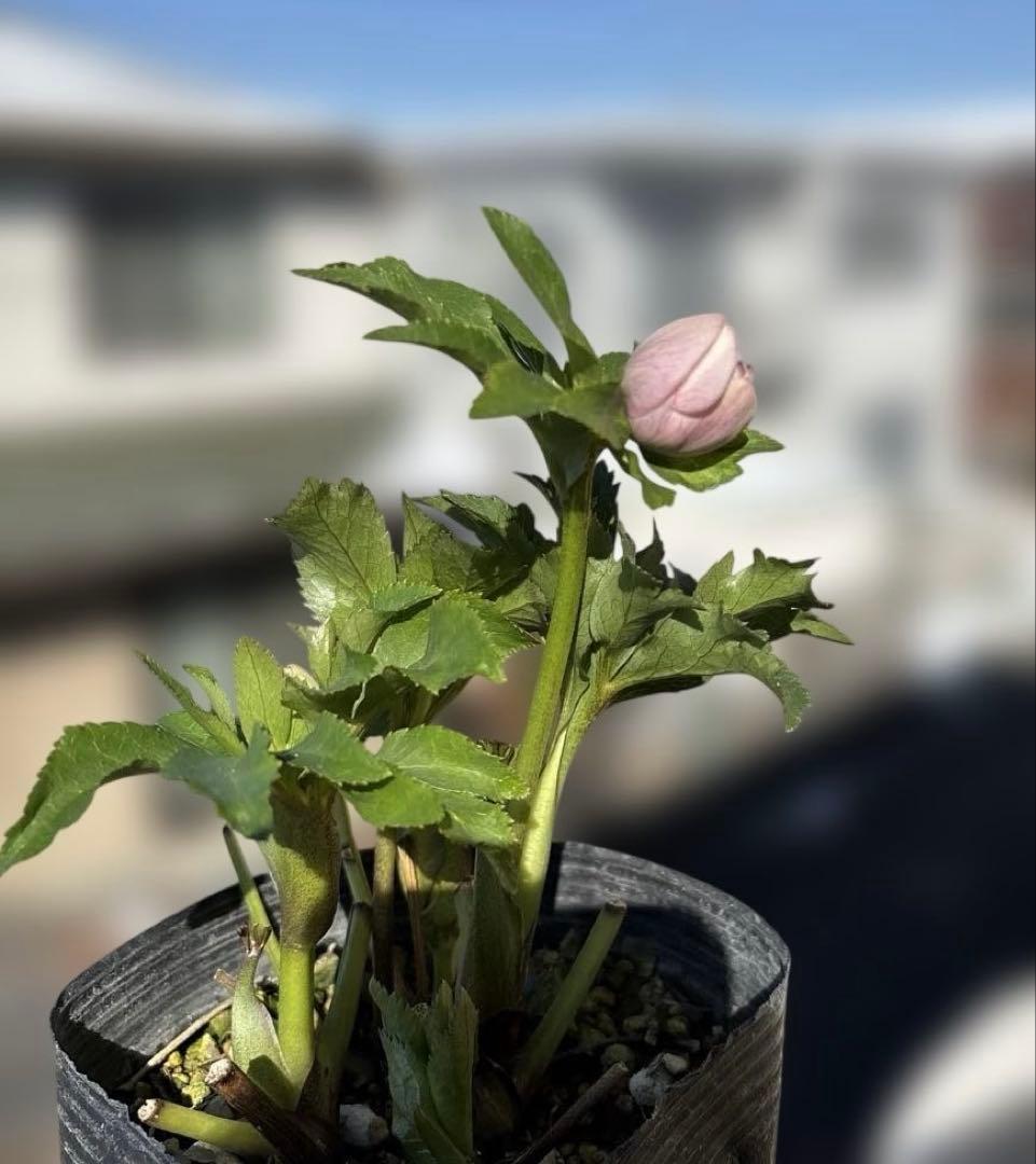 まい①
