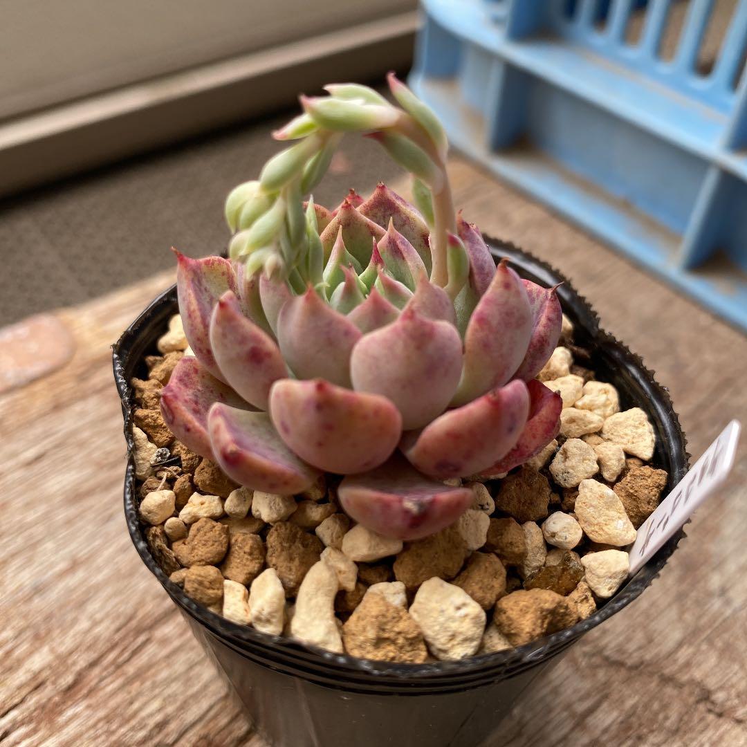 GWセール　多肉植物　チョコゴーサ　韓国苗