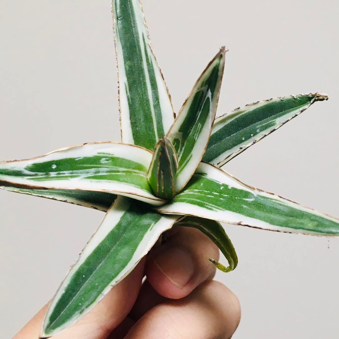 【本物】氷山 純血 純白斑 TC苗 アガベ 笹の雪 Agave Hyouzan