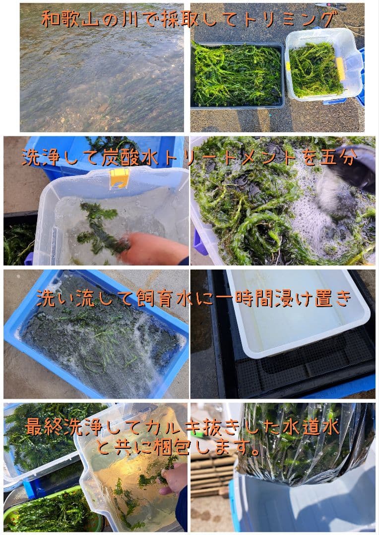 【専用ページ】天然アナカリス、1000本