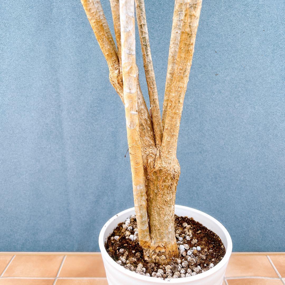 現品　ドラセナ　コンシンネ　ホワイボリー　5番　観葉植物　特大　インテリア　室内