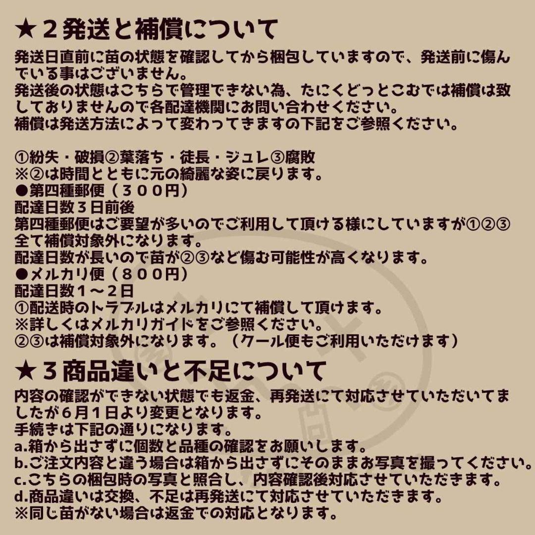 デーモンレルム◎多肉植物 カット苗 韓国苗 エケベリア等