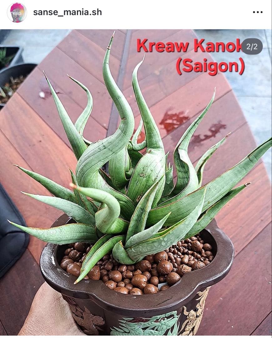 EMP サンセベリア Saigon / 最後の写真が成長株です SA353