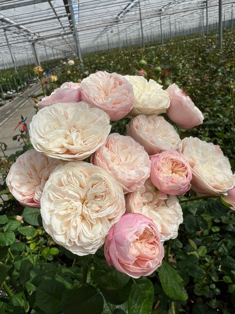 花切品種苗　バラ苗　レアバラ