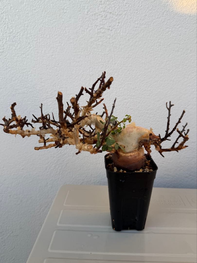 コミフォラ　カタフ　ピュア