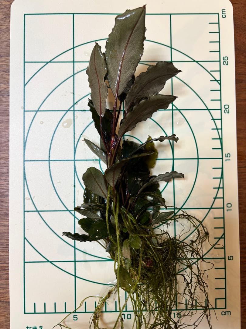 Bucephalandra sp. Blue Purple 大株