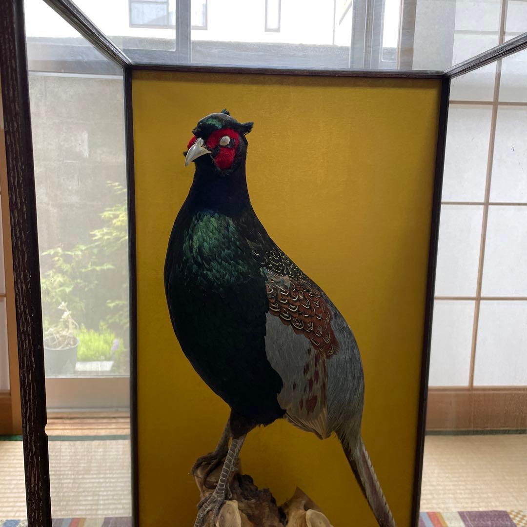国鳥　本物　キジ剥製