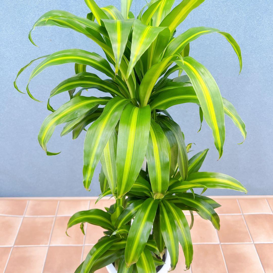 現品　ドラセナ　ハワイアンシャイン　観葉植物　希少　斑入り　ドライガーデン