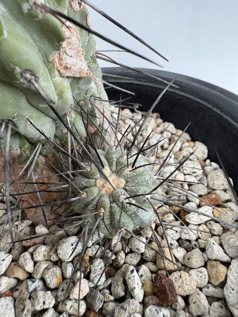 コピアポア　黒士冠　デアルバータ　現地球