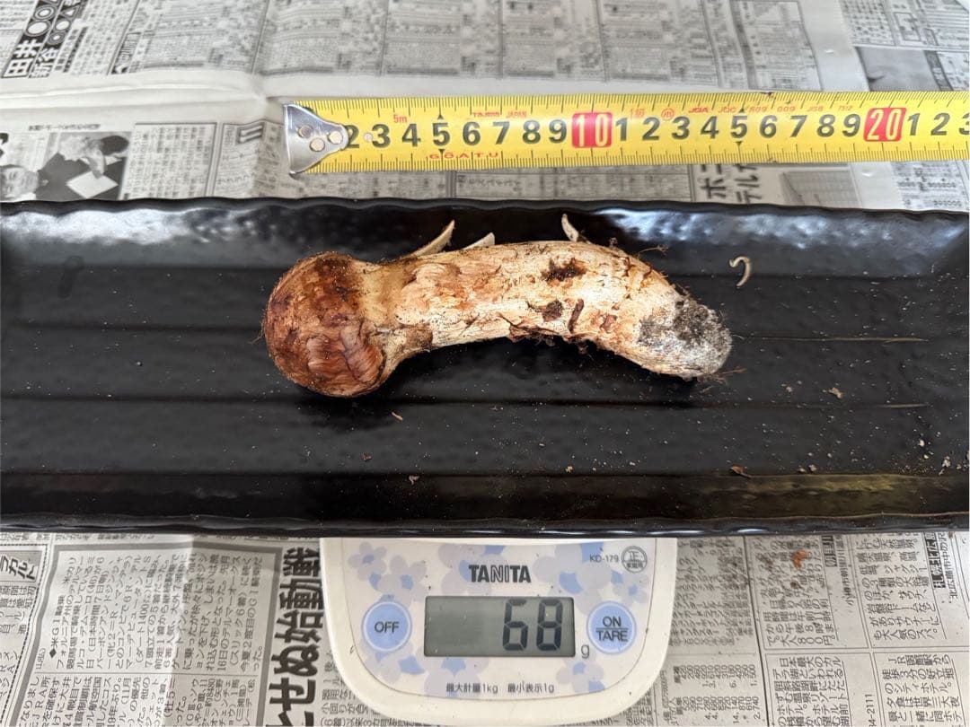 松茸　北海道　600g 訳あり　④　国産
