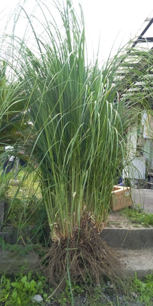 パンパスグラス 苗 大苗 Okagon ガーデニング 観葉植物