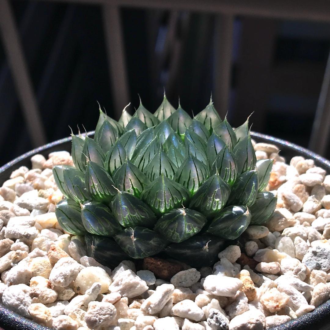 【期間限定出品】ハオルチア 「出藍」 H. 'Shutsuran'　多肉植物