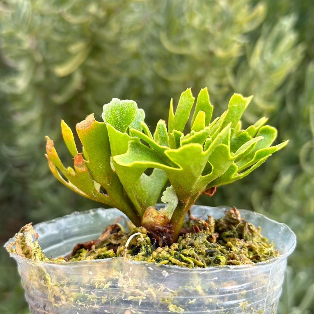 chococoffee 2点セット