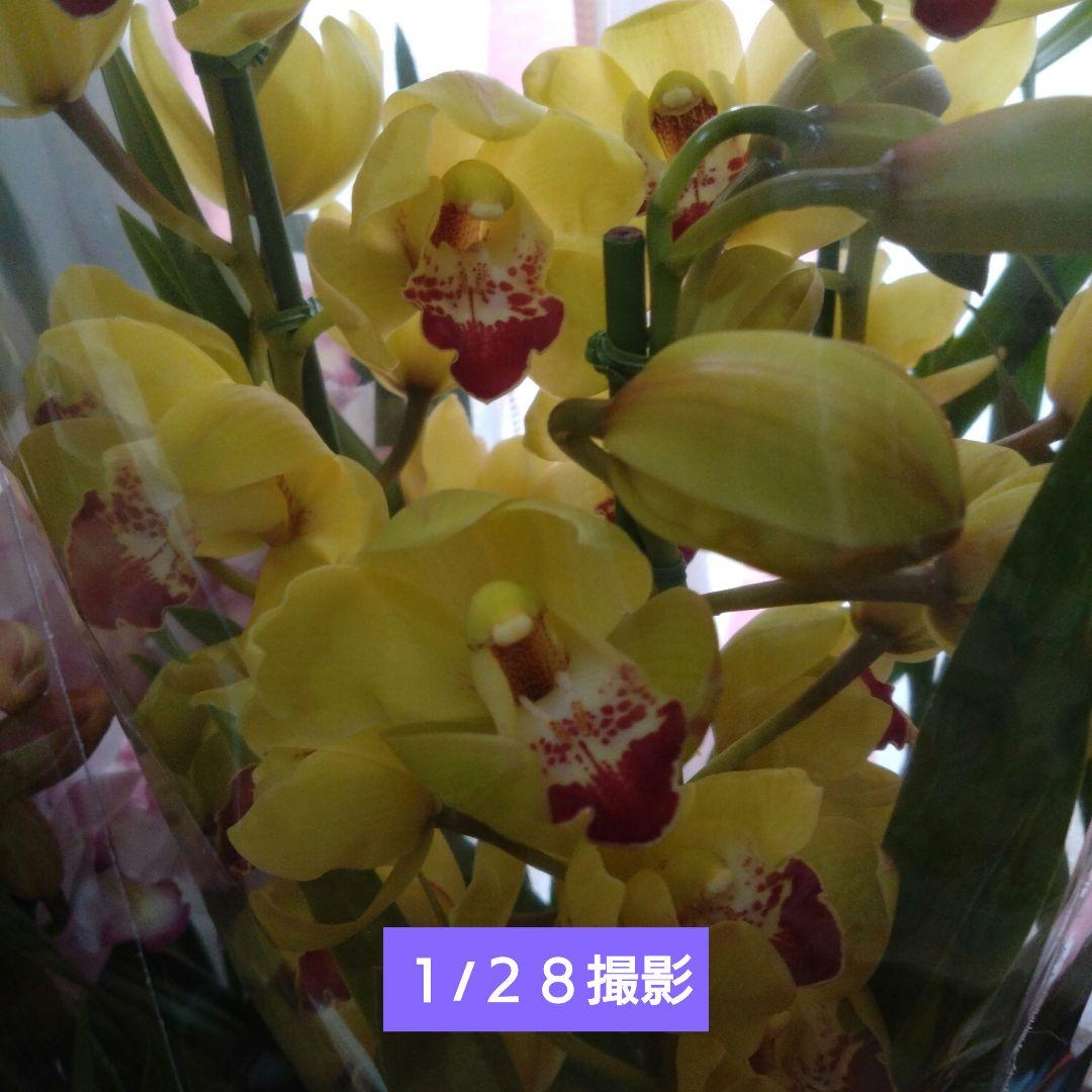 シンビジウム　2種 ( ピンク・黄色)