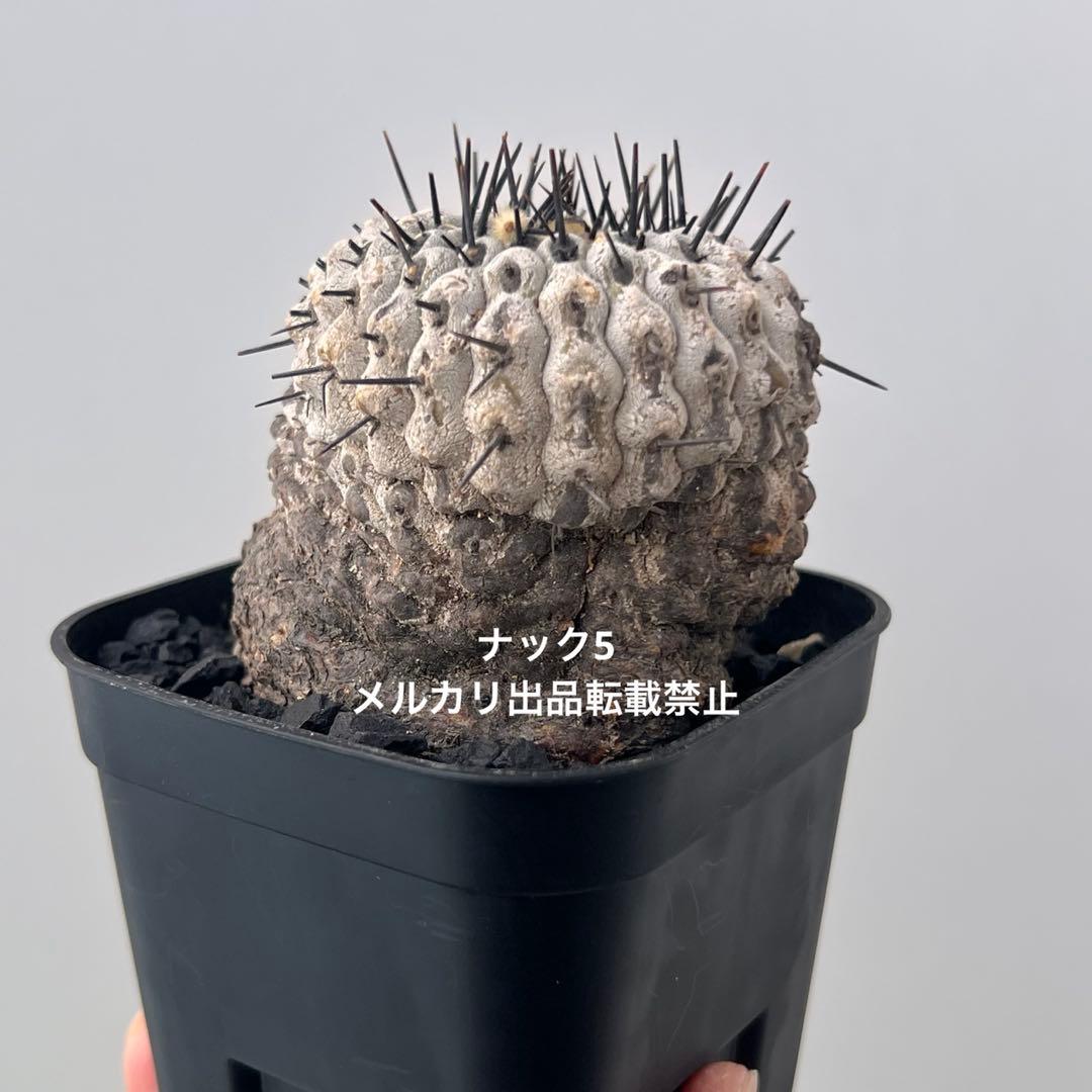 コルムナアルバ③ 孤竜丸 コピアポア(検索)サボテン 黒王丸 黒士冠 銅羅丸