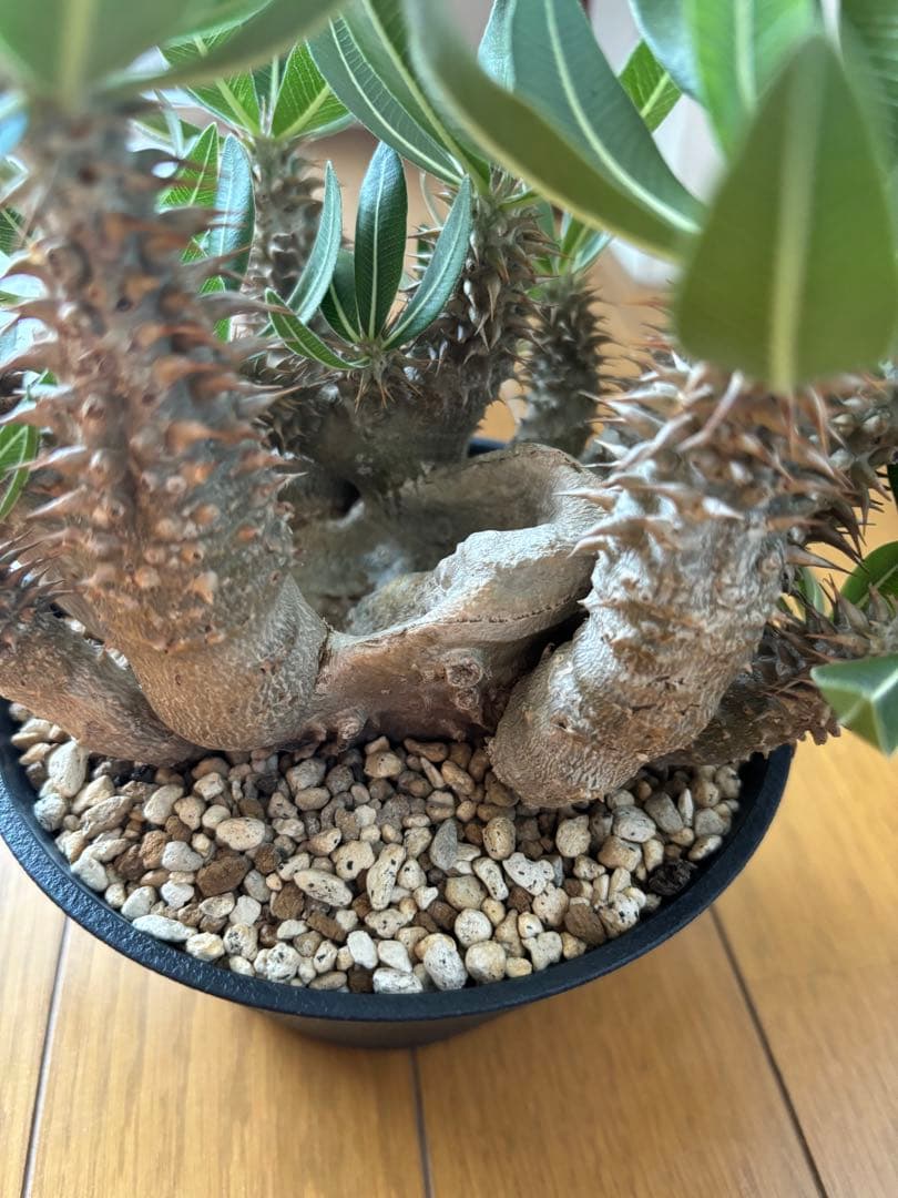 ホロンベンセ　現地球