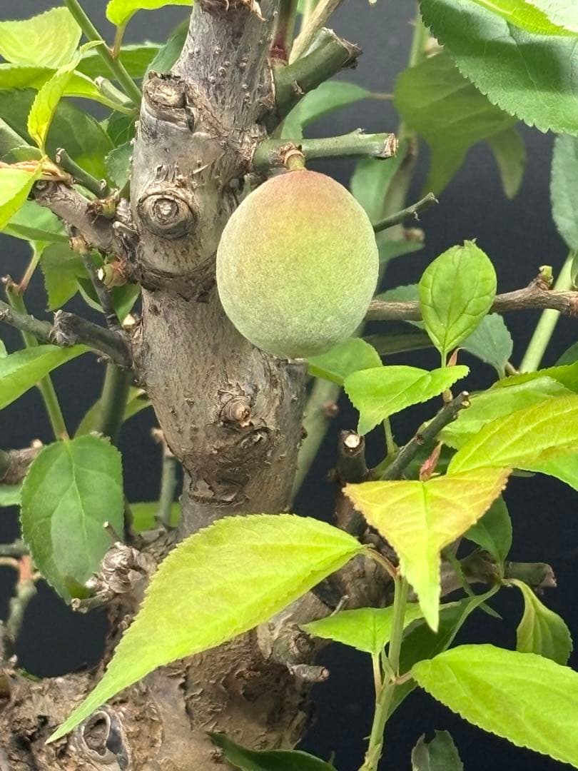 紅梅 盆栽　赤花