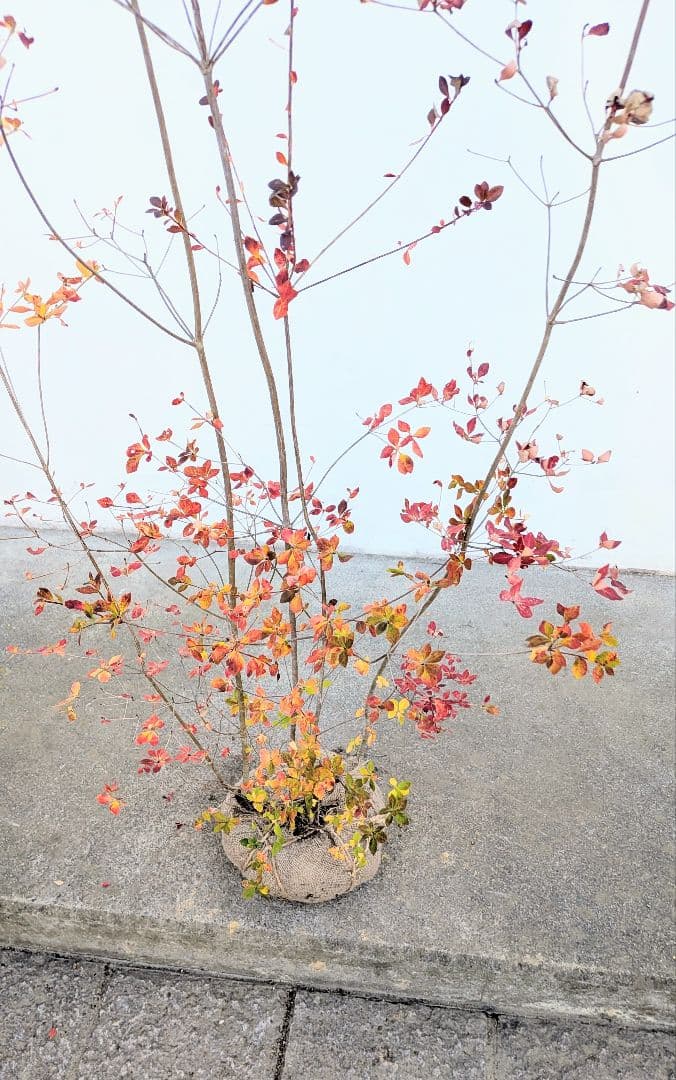 晩秋の紅。山採りドウダンツツジ。