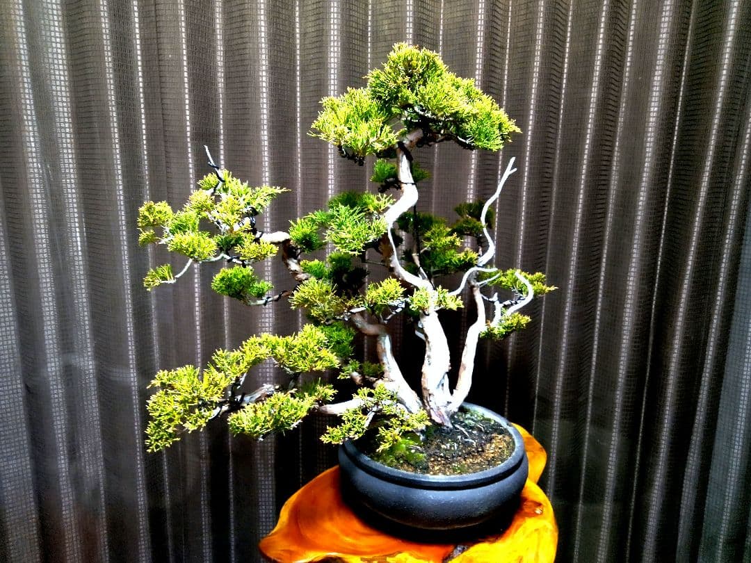 【中品 株立 真柏盆栽】　　　　⭕霜焼け→春には緑色❗