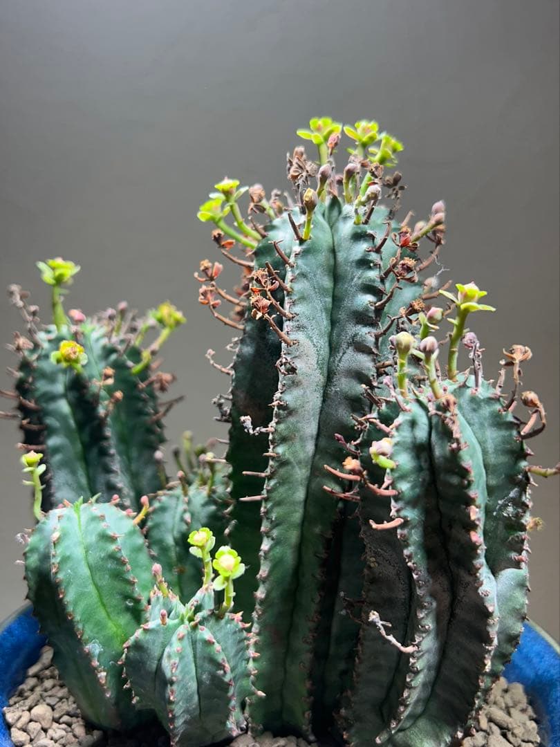 特大　オベサ × バリダ 交配種　陶器鉢のまま発送　ユーフォルビア　コーデックス