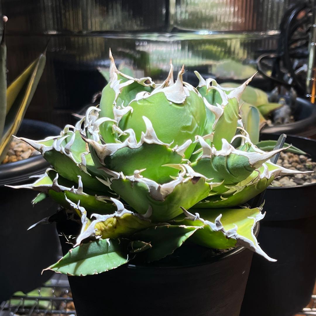 【極上品】 アガベ 金鯨 チタノタ　大株