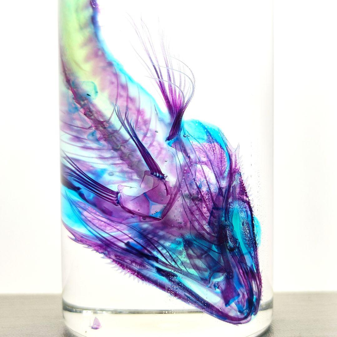 【1点物】極美品☆極希少 透明標本 ソコハリゴチ 約12cm 深海魚 110ml