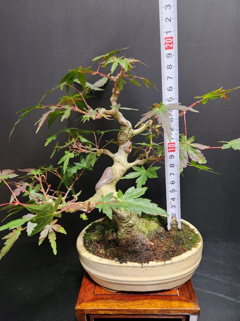 【お年玉価格】紅葉 もみじ 紅葉盆栽 もみじ盆栽 楓 カエデ　模様木