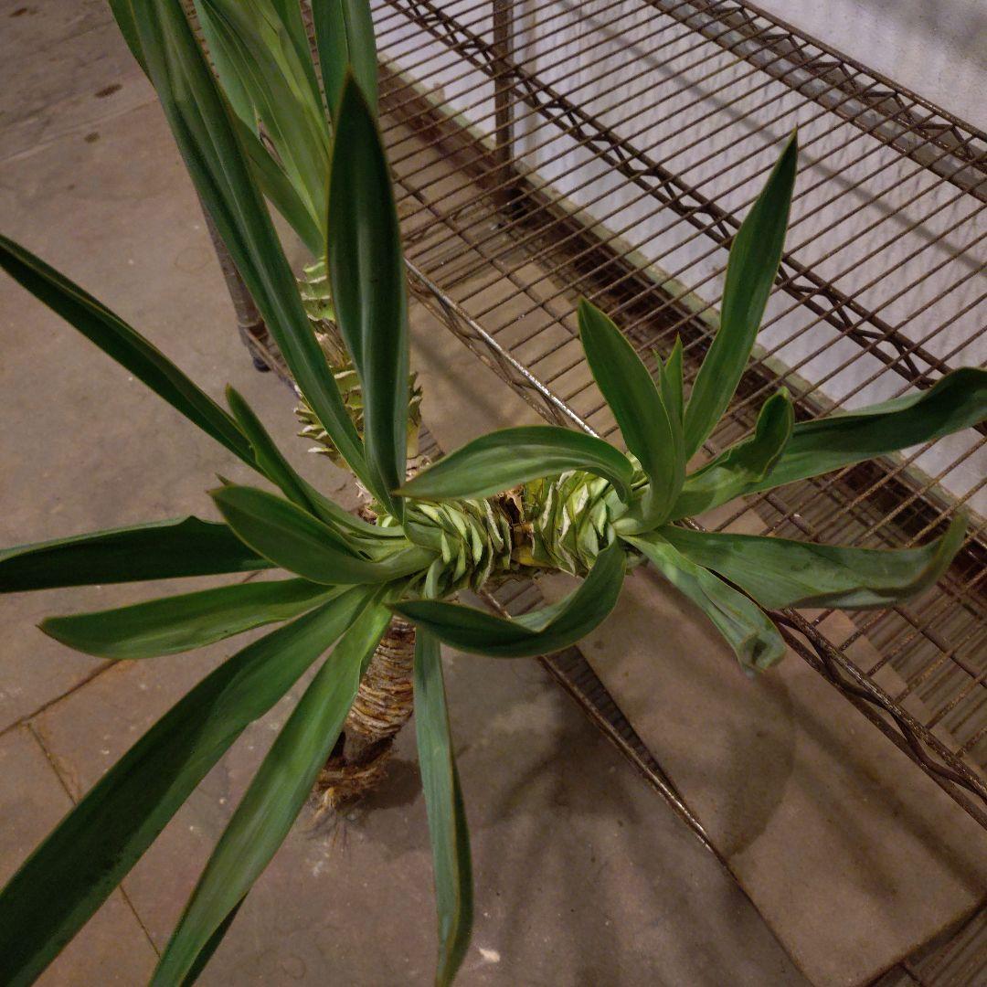 ユッカグロリオサ 3ヘッド 観葉植物