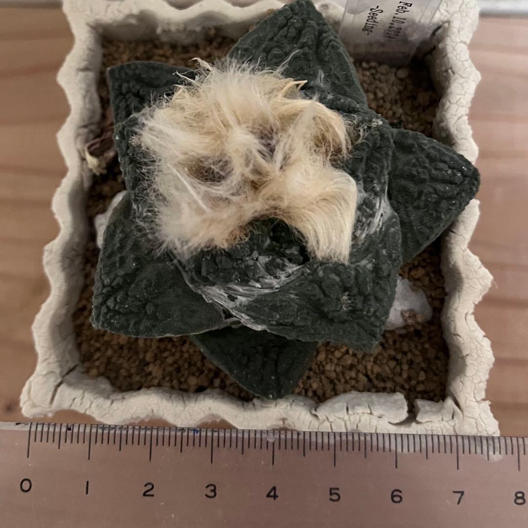 アリオカルプス ゴジラ 実生 自根 7cm シマムラ園芸　亀甲牡丹　礎礎