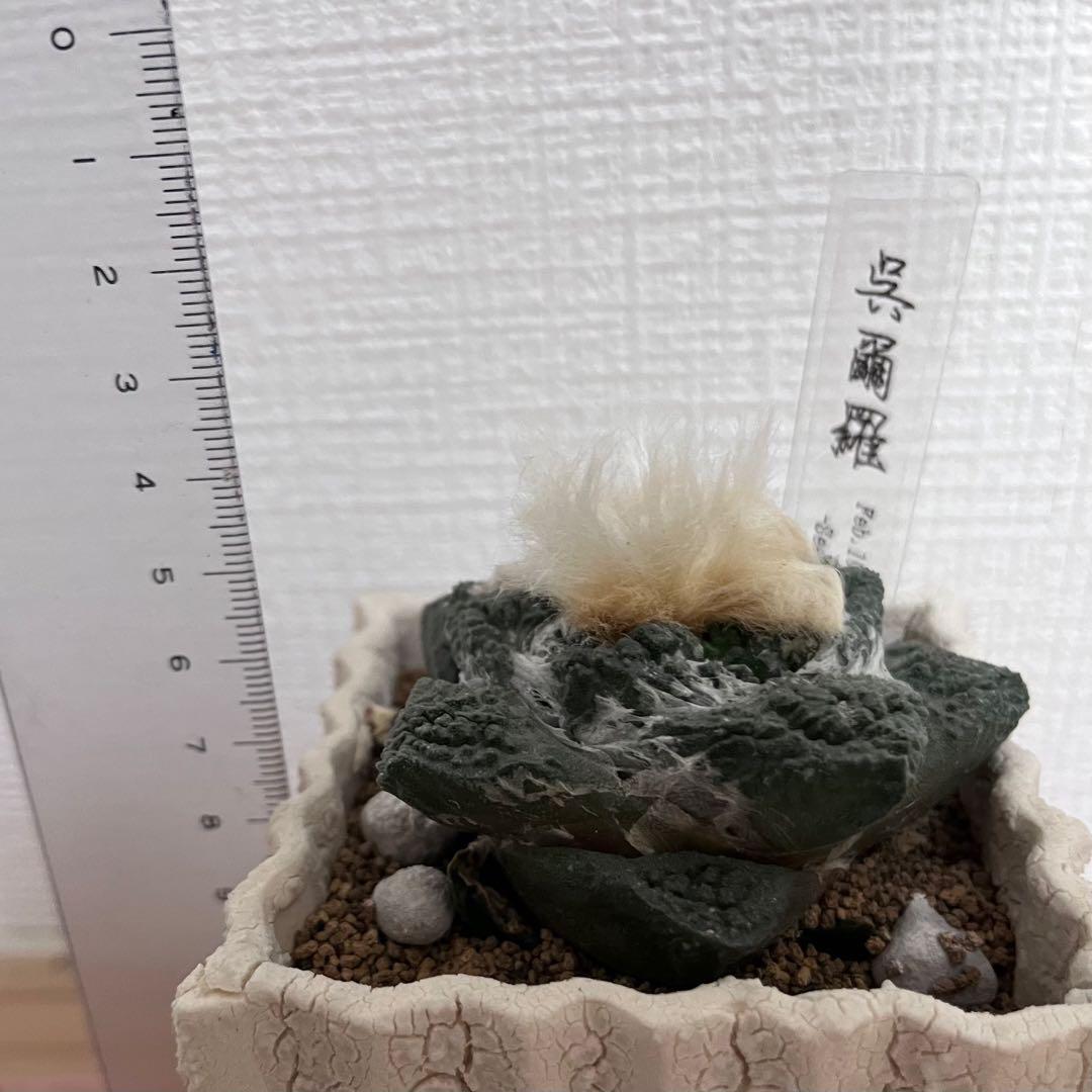 アリオカルプス ゴジラ 実生 自根 7cm シマムラ園芸　亀甲牡丹　礎礎